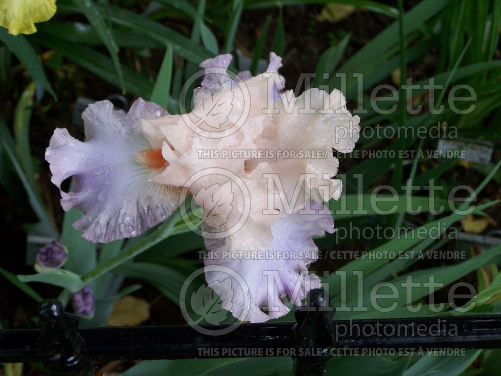 Iris Celebration Song (Iris germanica tall bearded) 5
