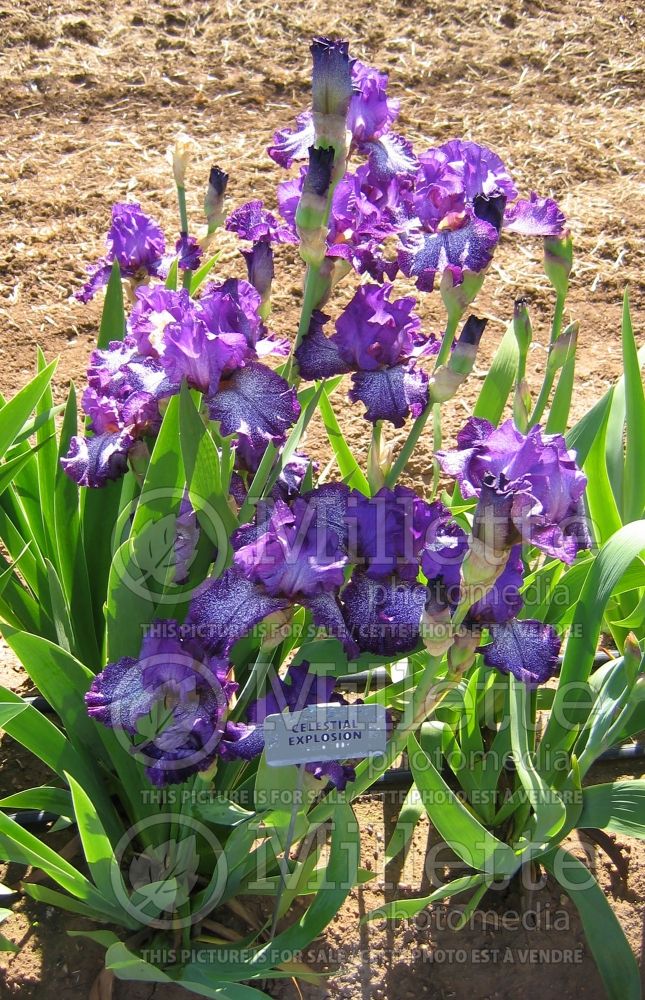 Iris Celestial Explosion (Iris germanica bearded) 3