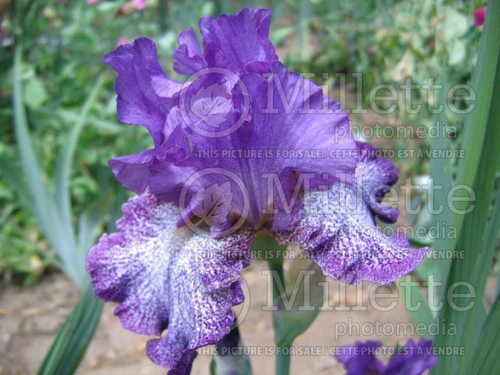 Iris Celestial Explosion (Iris germanica bearded) 1