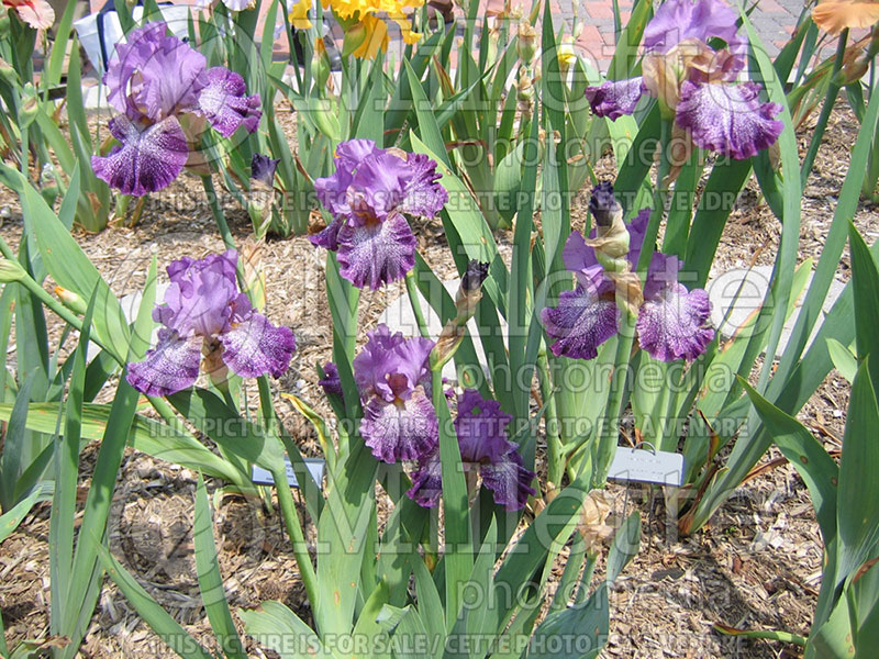 Iris Celestial Explosion (Iris germanica bearded) 2