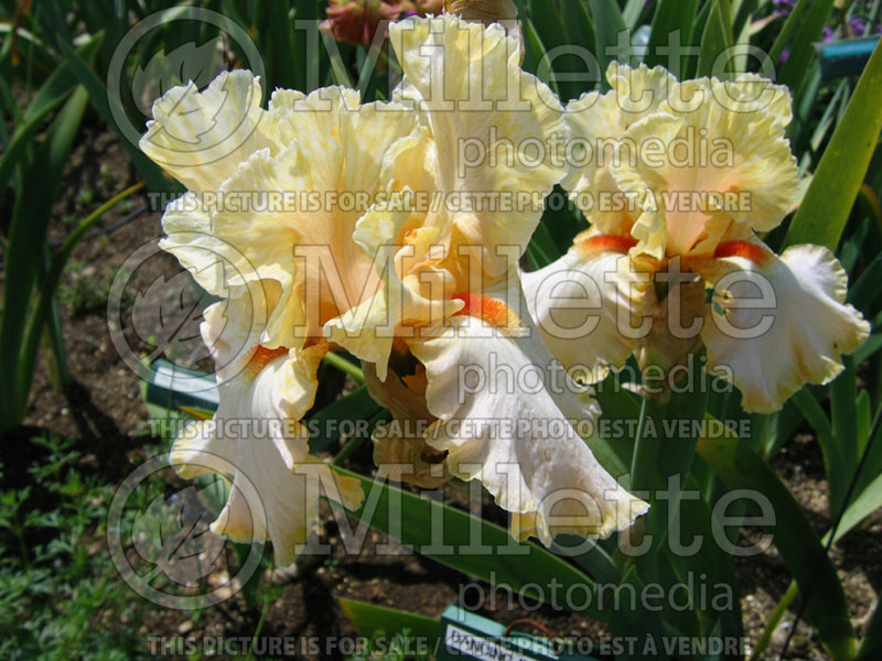 Iris Champagne Waltz (Iris germanica, tall bearded) 2 