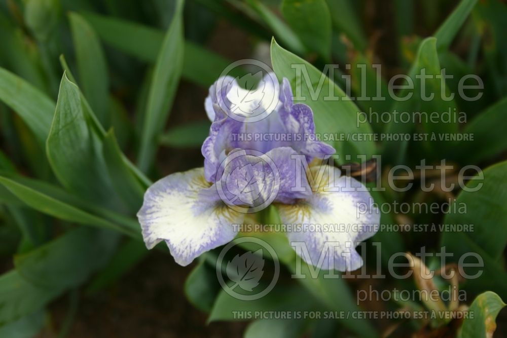 Iris Chubby Cheek (Iris germanica dwarfbearded) 1