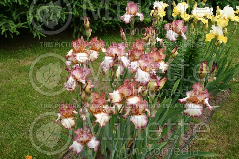 Iris Cinnamon Girl (Iris germanica, Tall Bearded) 2