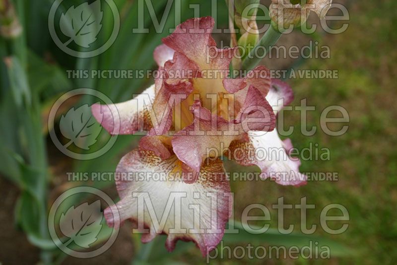 Iris Cinnamon Girl (Iris germanica, Tall Bearded) 1