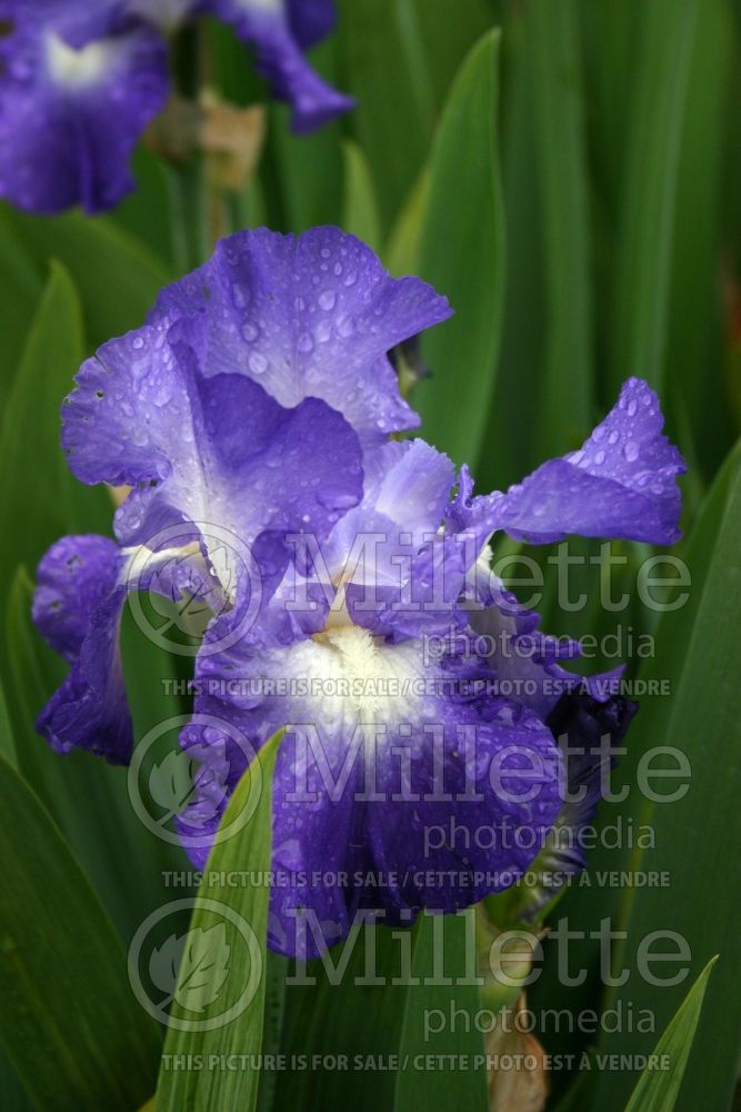 Iris City Lights (Iris germanica, tall bearded) 1