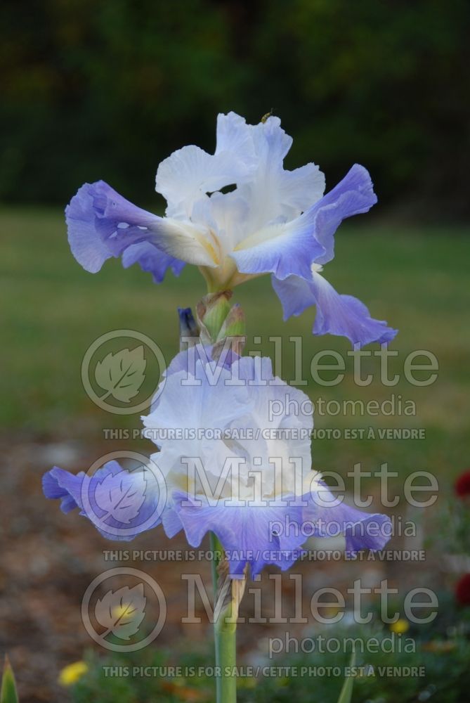 Iris Clarence (Iris germanica, Tall Bearded)  2