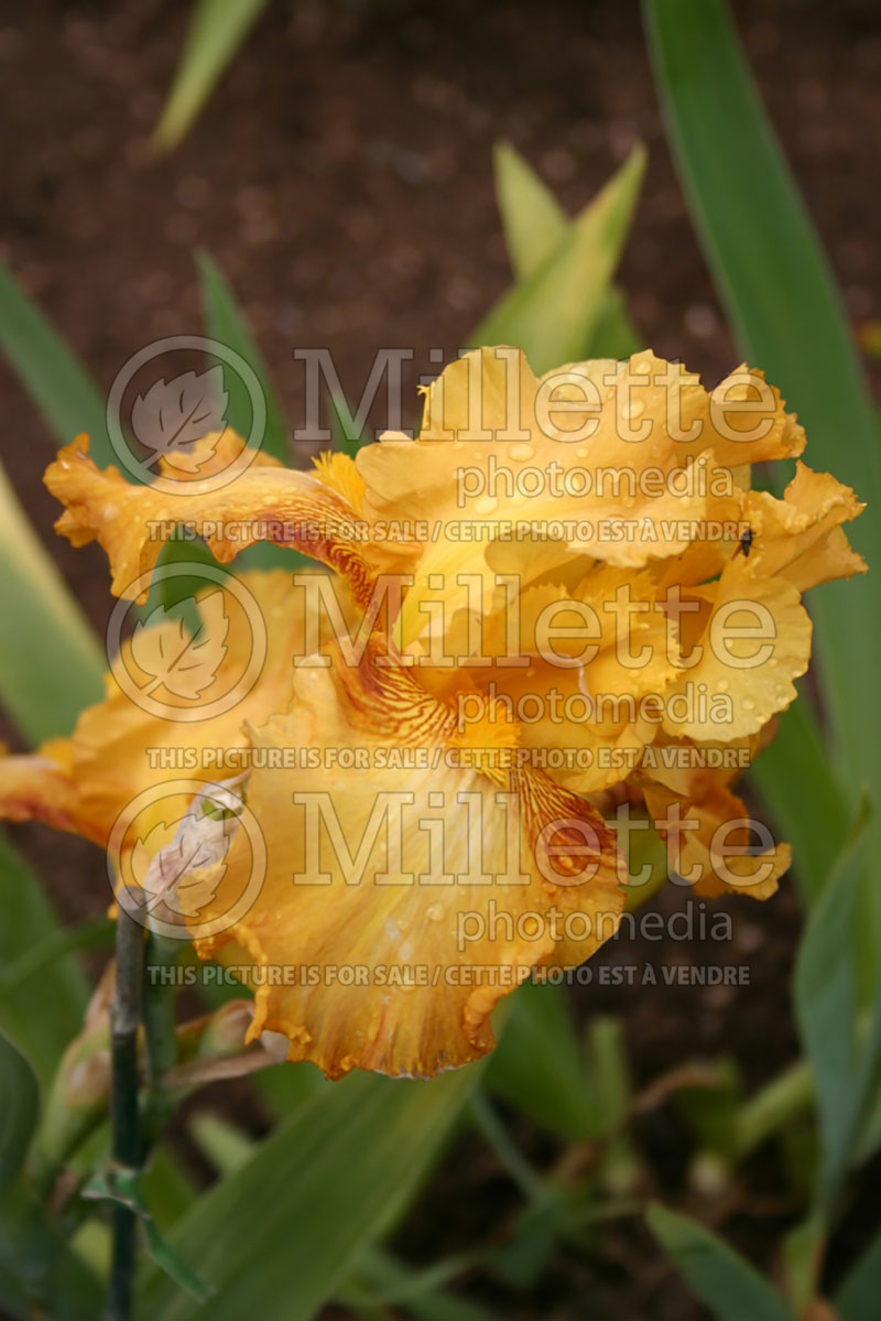 Iris Clever Disguise (Iris germanica, Tall Bearded)  1