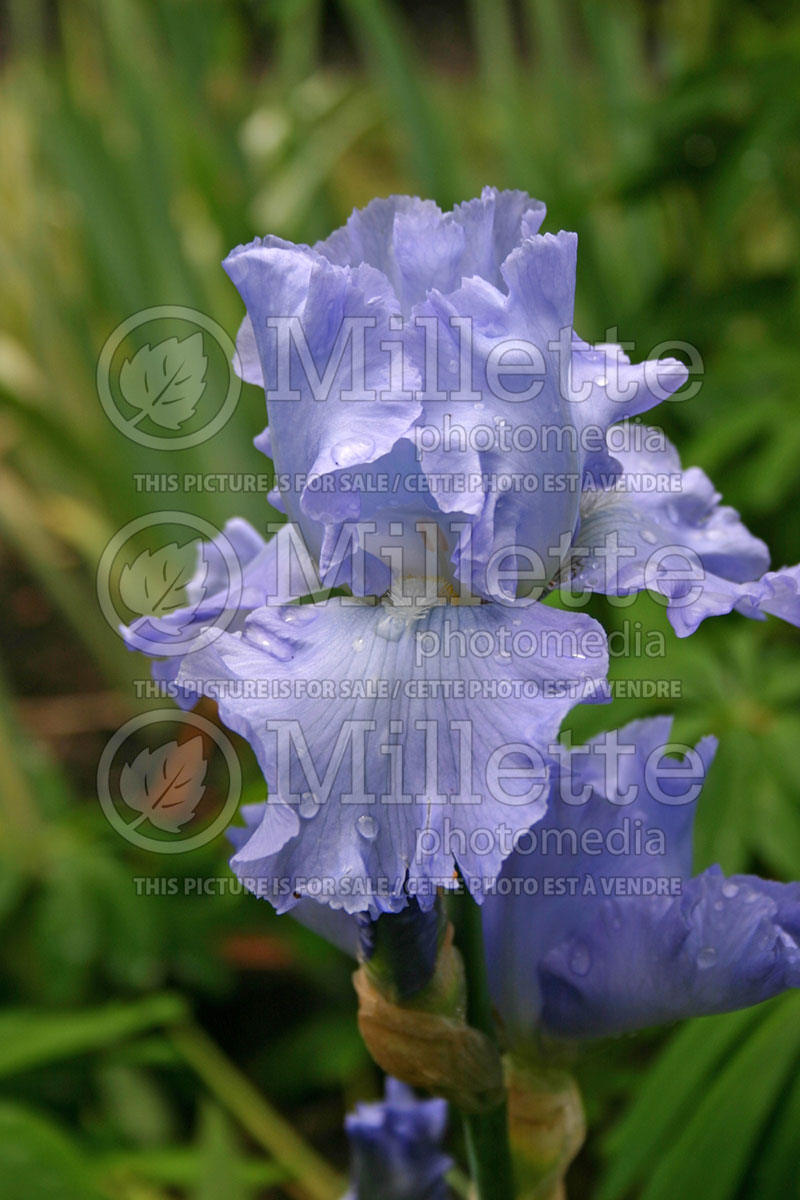 Iris Color Me Blue (Iris germanica, Tall Bearded) 1