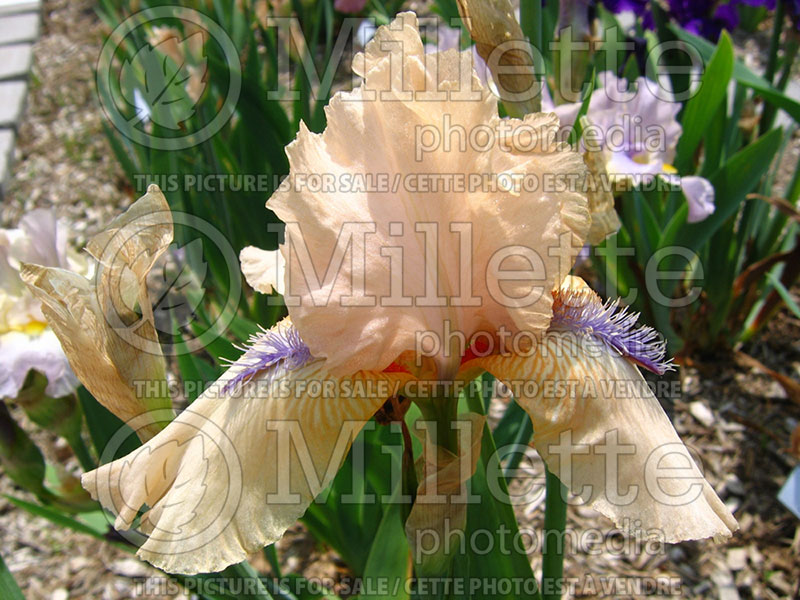 Iris Concertina (Iris germanica, Intermediate Bearded) 1