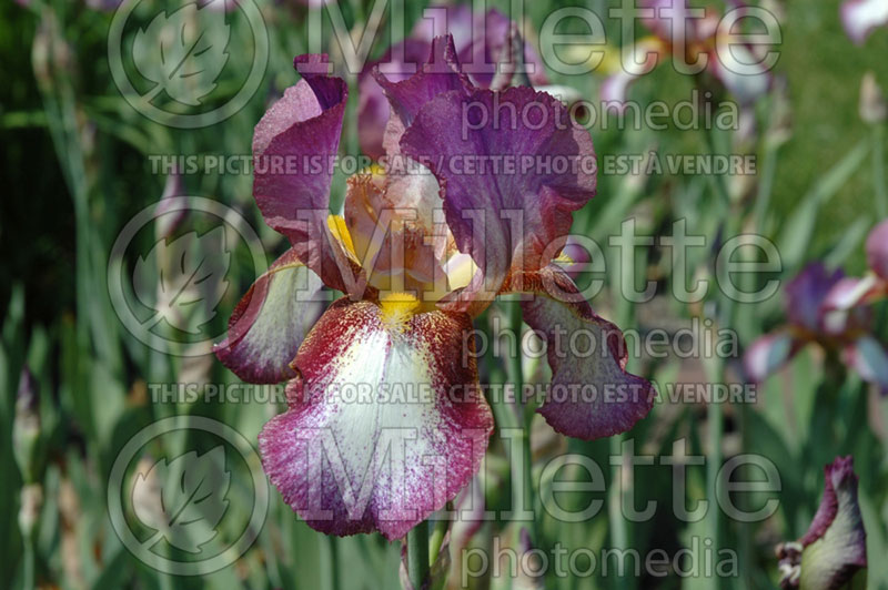 Iris Confetti (Tall Bearded Iris) 1 