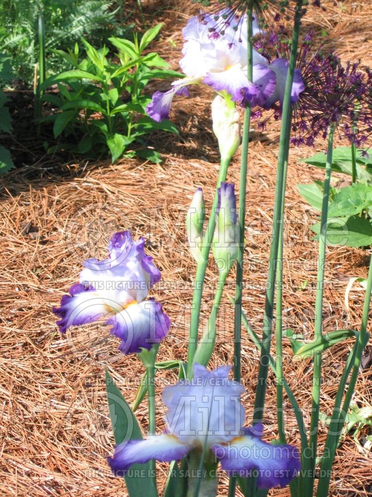 Iris Conjuration (Iris germanica Tall bearded) 9