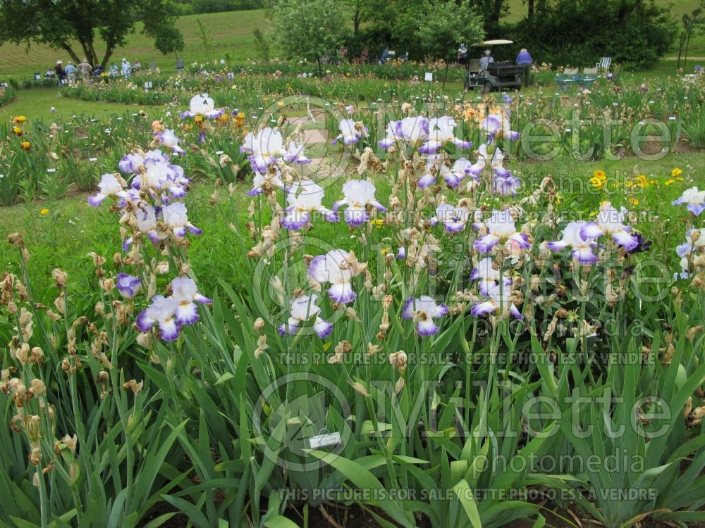 Iris Conjuration (Iris germanica Tall bearded) 10