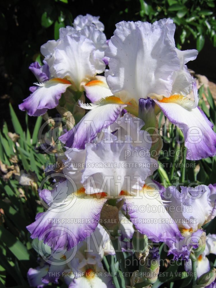 Iris Conjuration (Iris germanica Tall bearded) 11