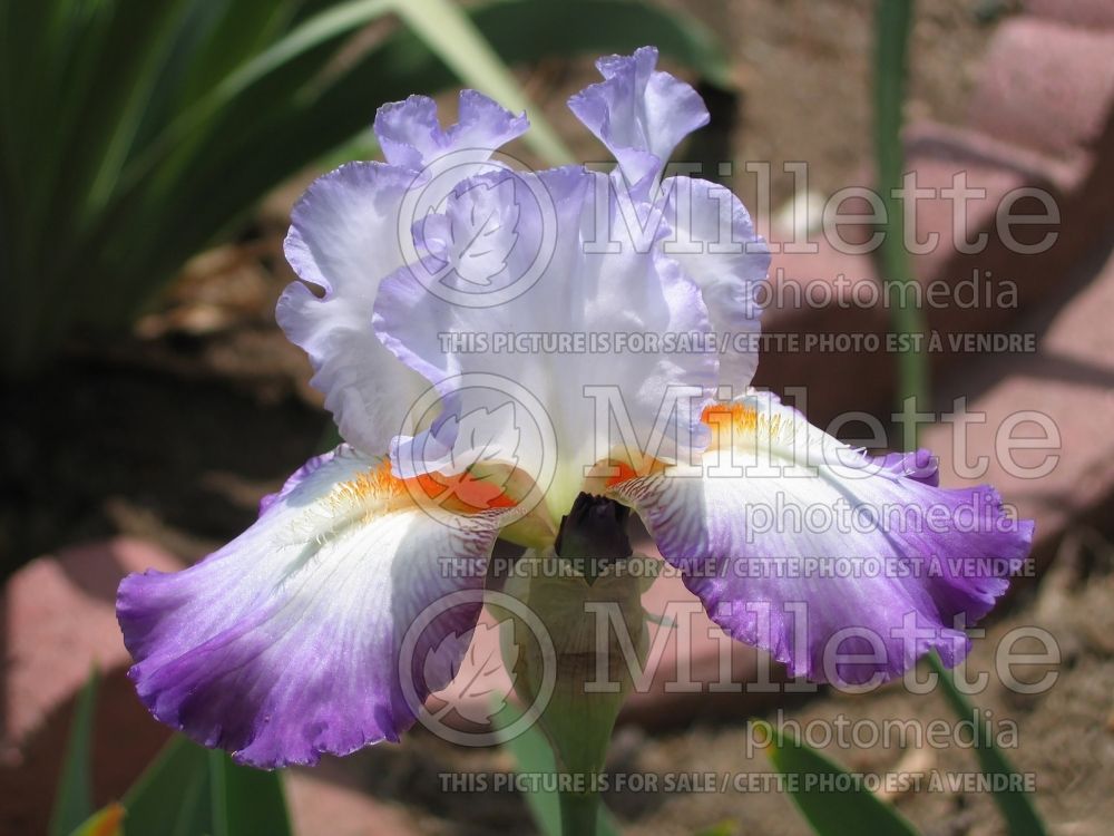 Iris Conjuration (Iris germanica Tall bearded) 8