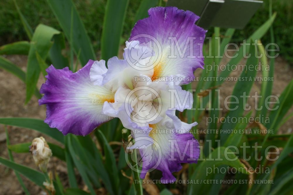 Iris Conjuration (Iris germanica Tall bearded) 3