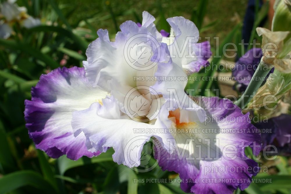 Iris Conjuration (Iris germanica Tall bearded) 4