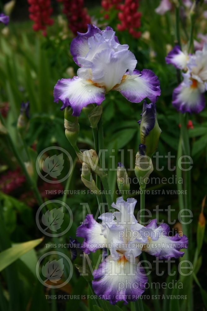 Iris Conjuration (Iris germanica Tall bearded) 5