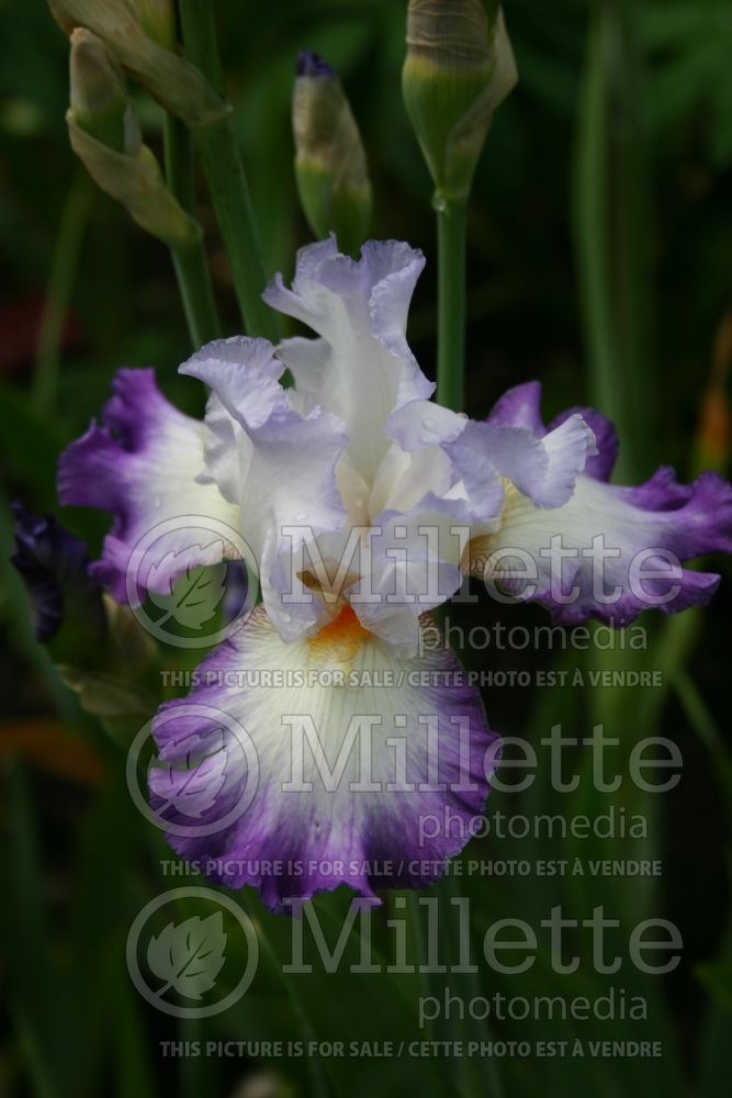 Iris Conjuration (Iris germanica Tall bearded) 6