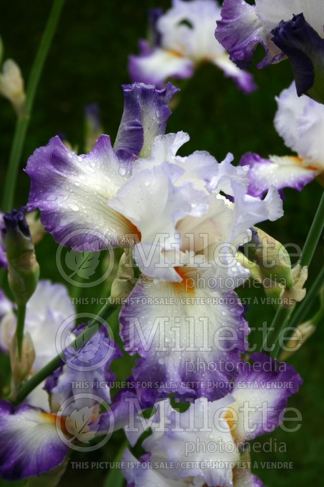 Iris Conjuration (Iris germanica Tall bearded) 7