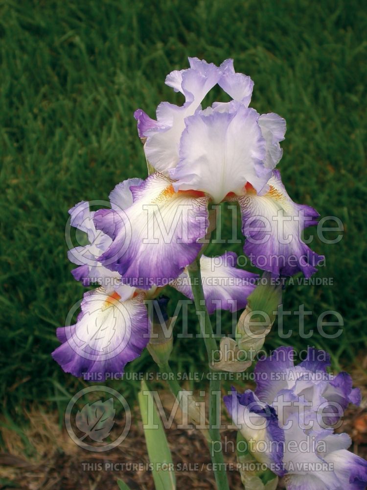 Iris Conjuration (Iris germanica Tall bearded) 1