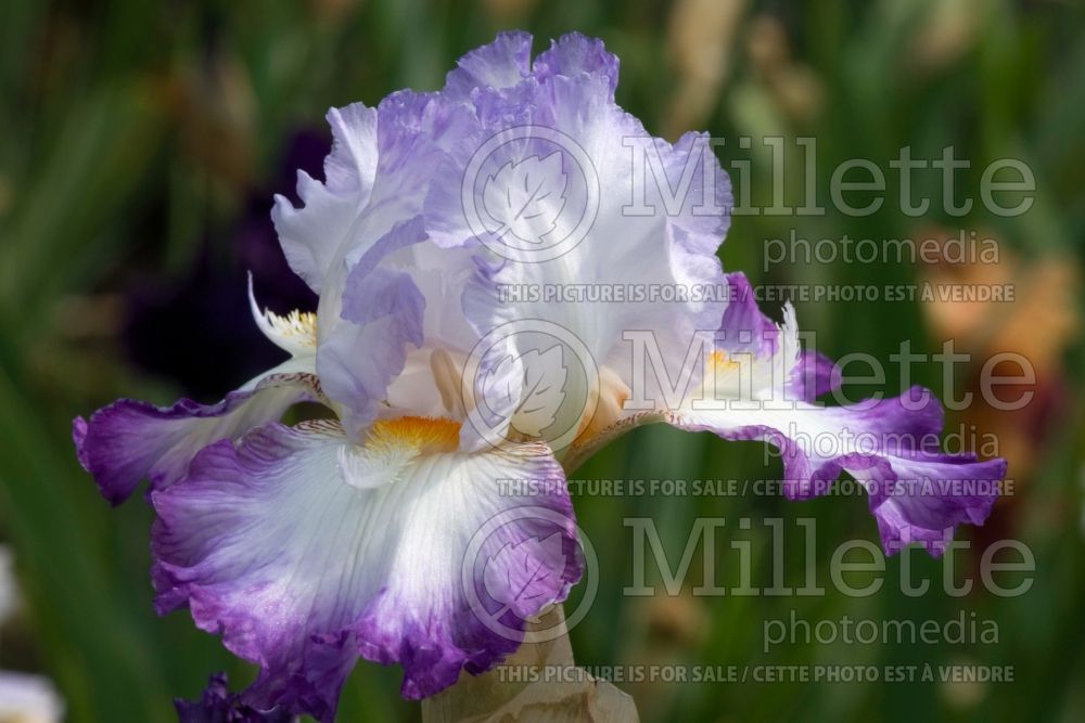 Iris Conjuration (Iris germanica Tall bearded) 2