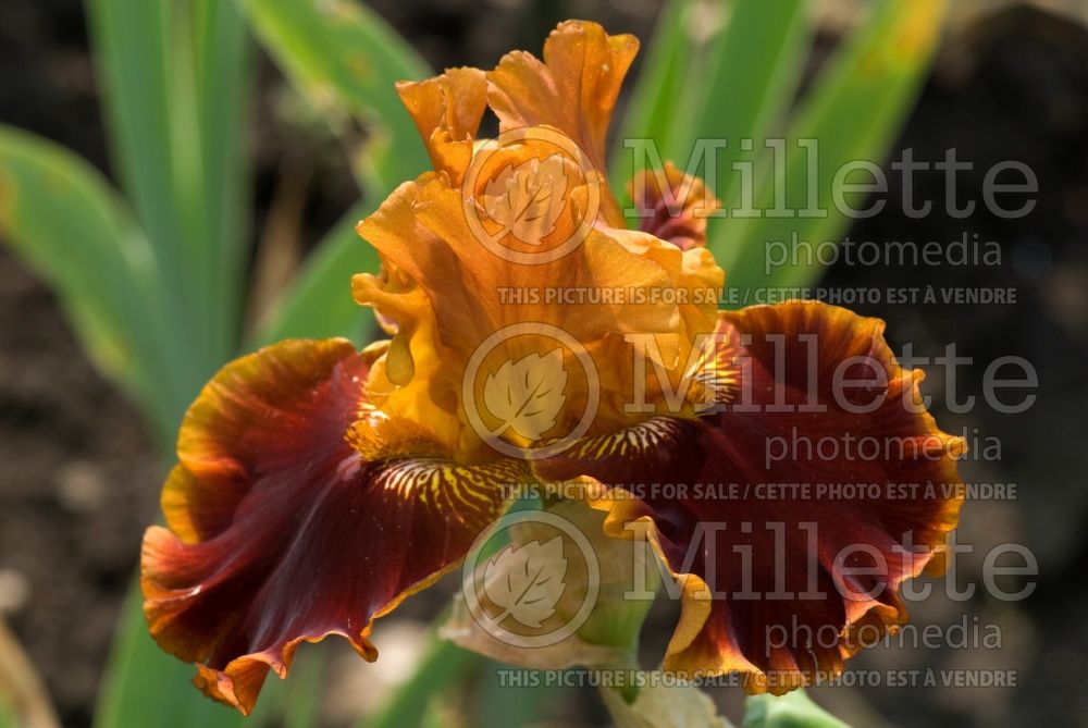 Iris Copatonic (Tall bearded iris) 1