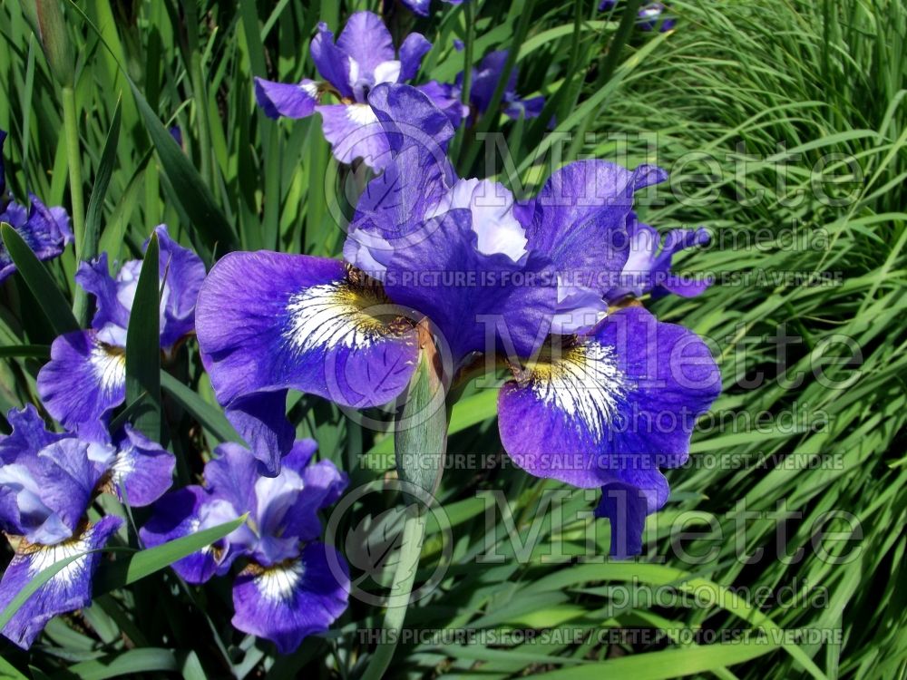 Iris Coronation Anthem (Iris sibirica) 7