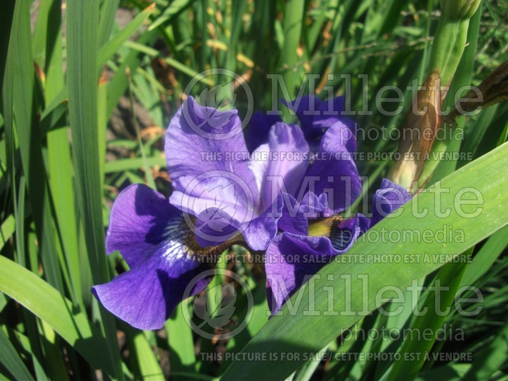 Iris Coronation Anthem (Iris sibirica) 9