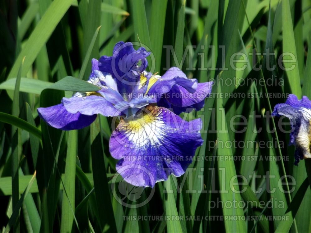 Iris Coronation Anthem (Iris sibirica) 11