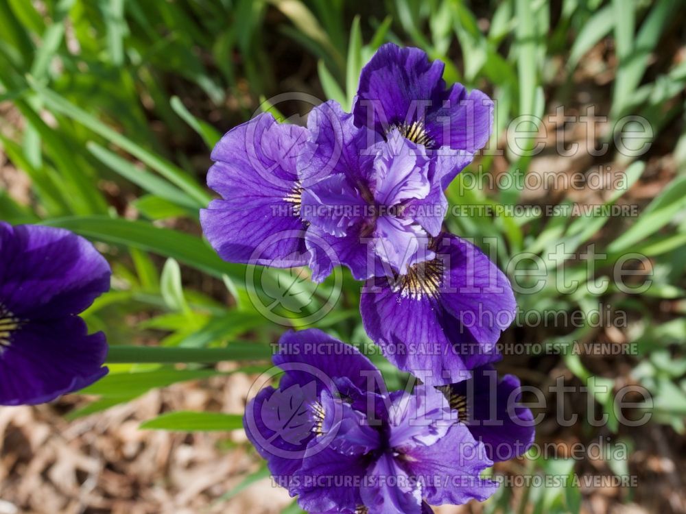 Iris Coronation Anthem (Iris sibirica) 1