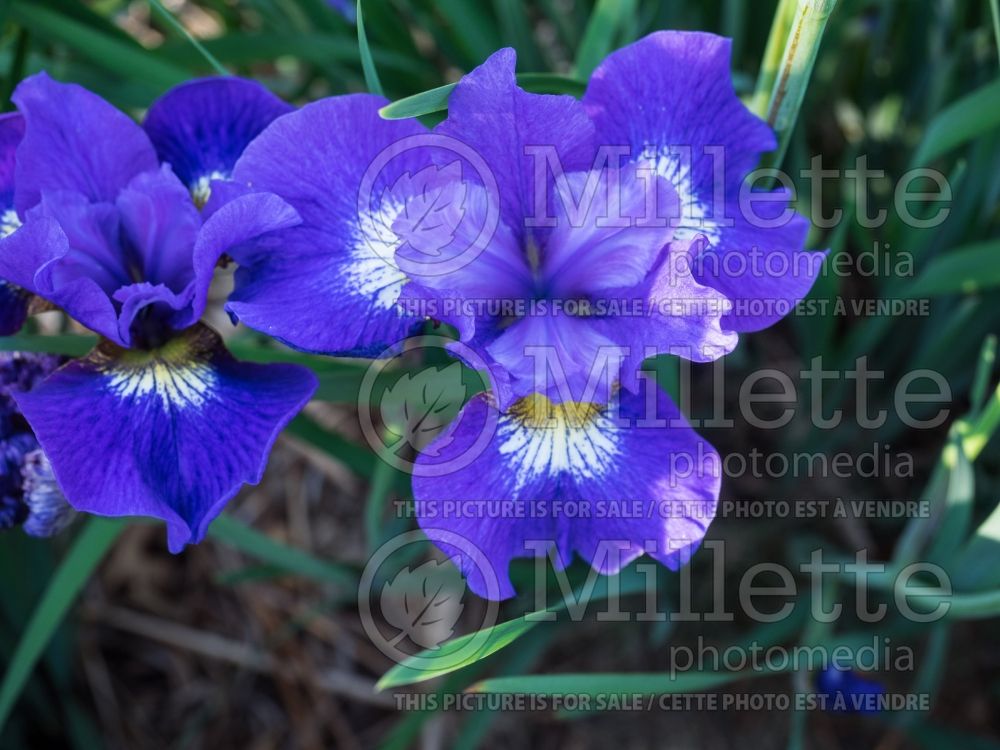 Iris Coronation Anthem (Iris sibirica) 4