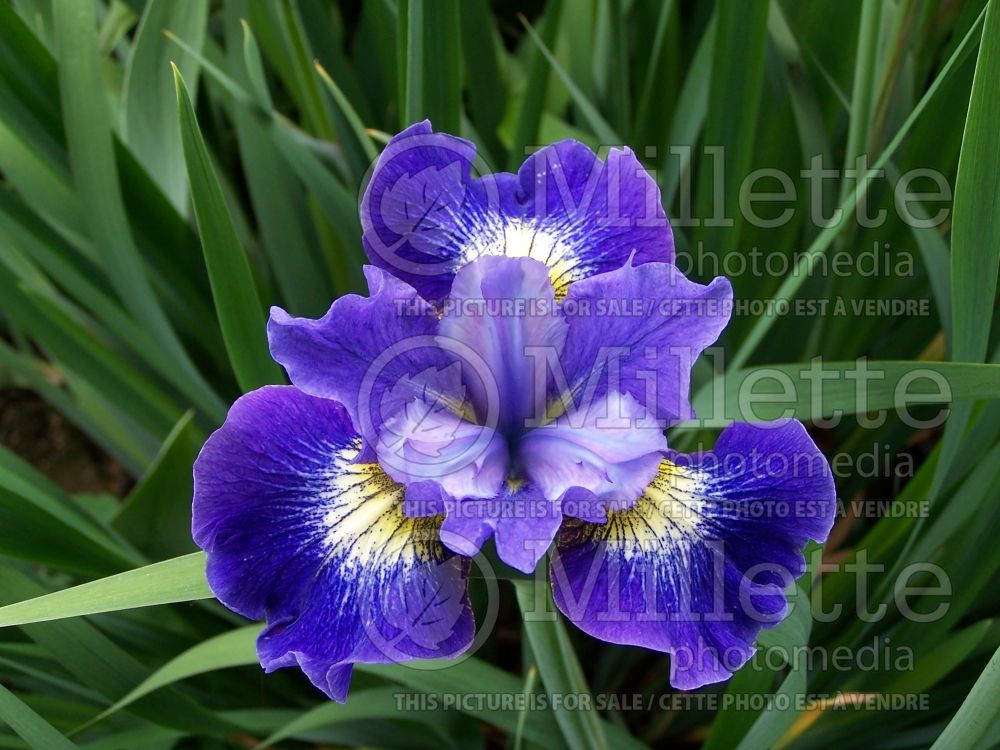 Iris Coronation Anthem (Iris sibirica) 2