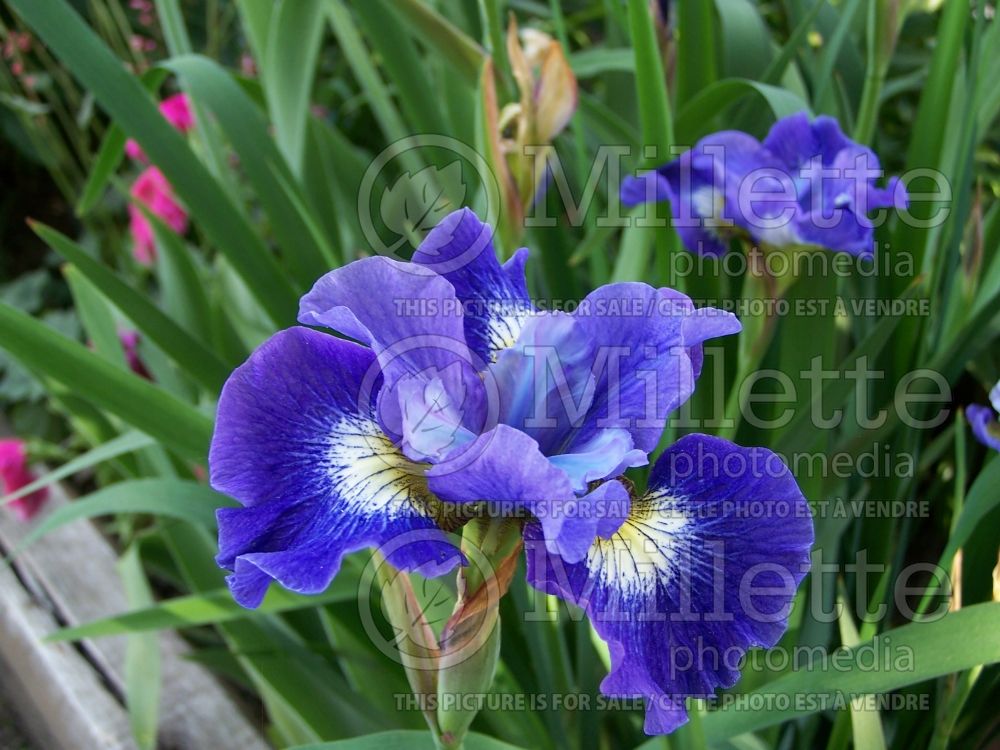Iris Coronation Anthem (Iris sibirica) 5