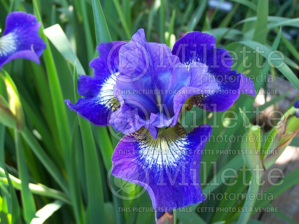 Iris Coronation Anthem (Iris sibirica) 10