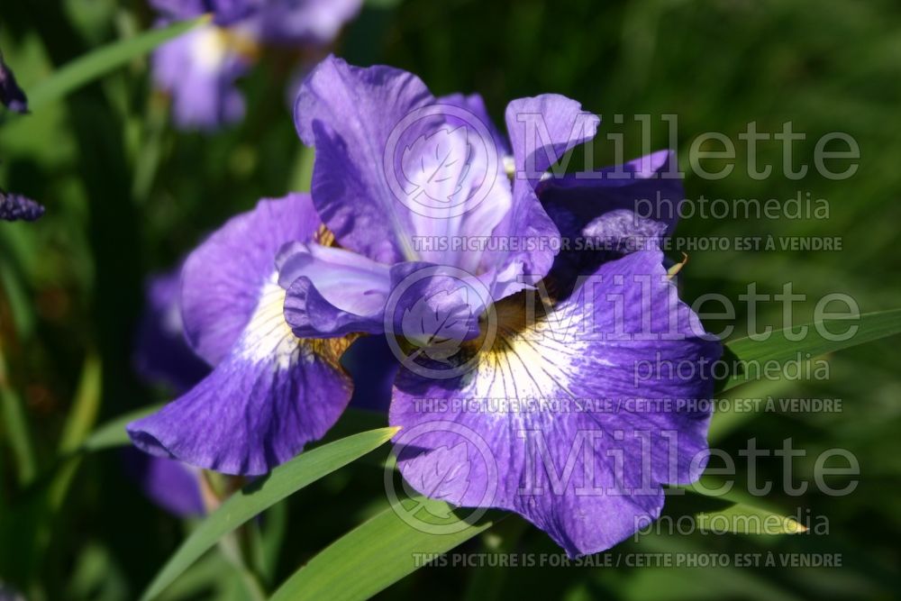 Iris Coronation Anthem (Iris sibirica) 6