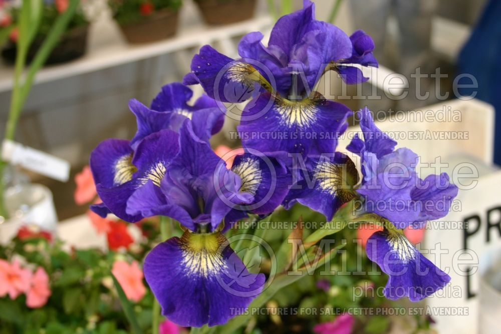 Iris Coronation Anthem (Iris sibirica) 3