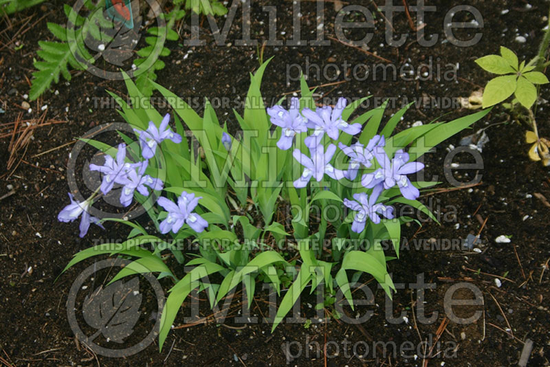 Iris cristata (Dwarf crested iris) 1