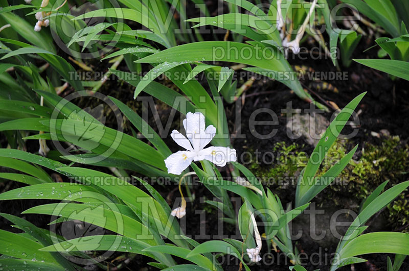 Iris Alba (Dwarf crested iris) 1