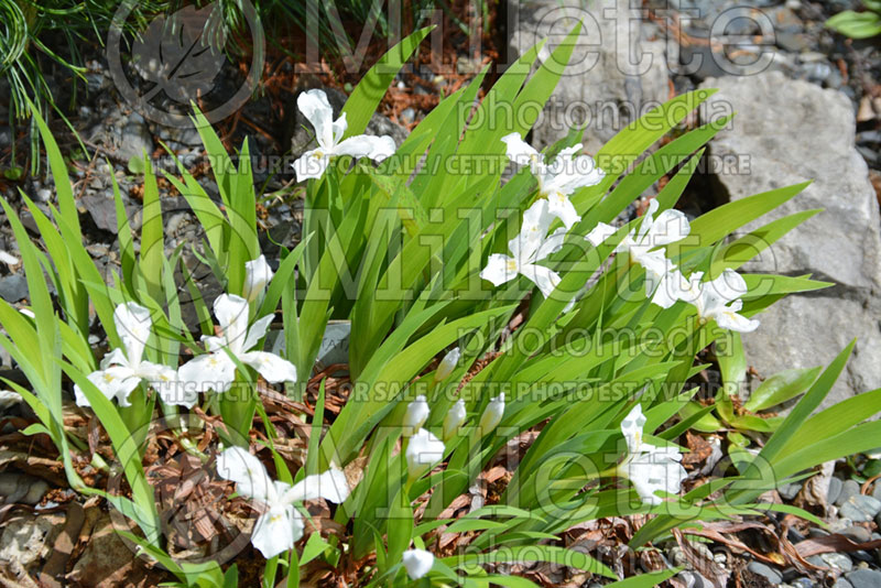 Iris Alba (Dwarf crested iris) 2