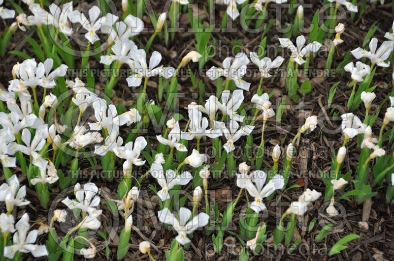 Iris Tennessee White (Dwarf crested iris) 2   