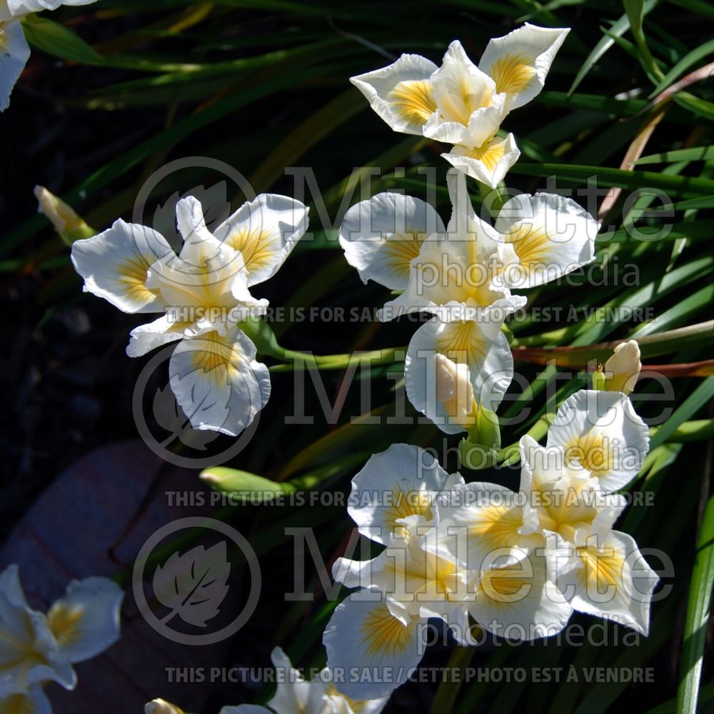 Iris Canyon Snow (Iris douglasiana) 2