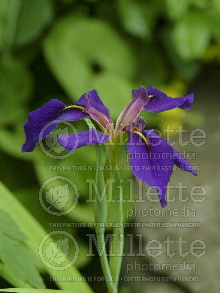 Iris Dorothea K. Williamson (Iris louisiana) 1 