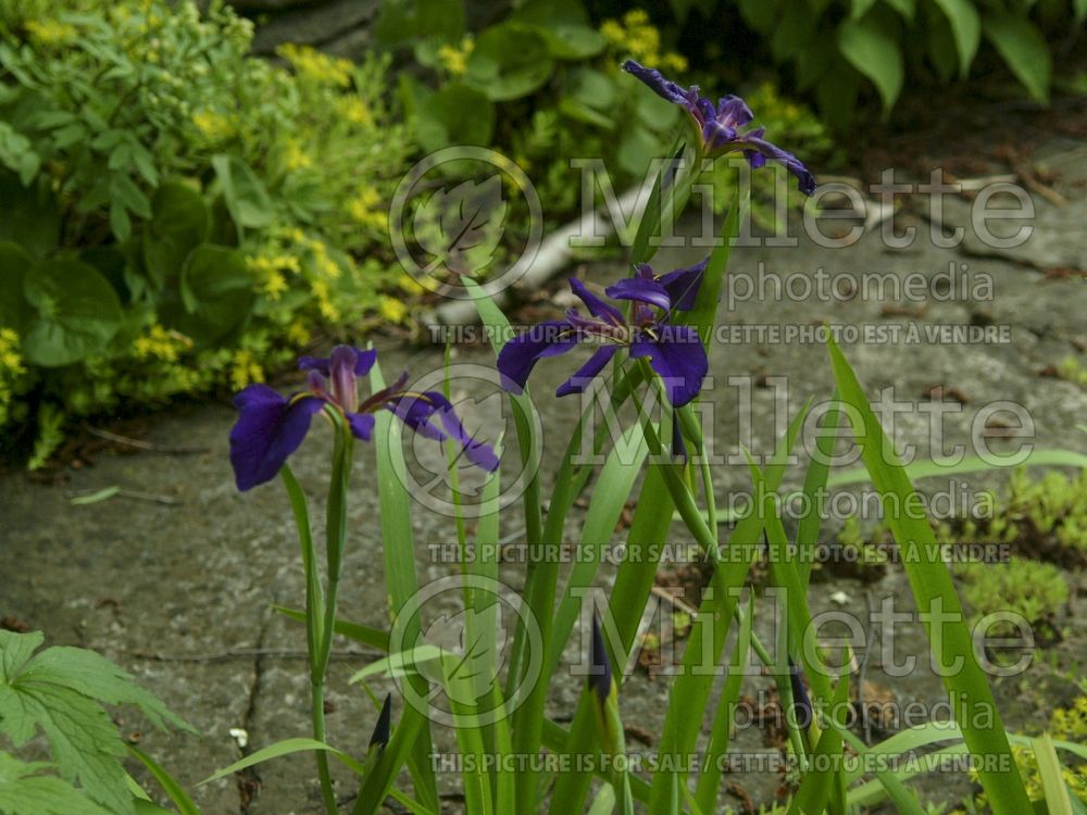 Iris Dorothea K. Williamson (Iris louisiana) 2 