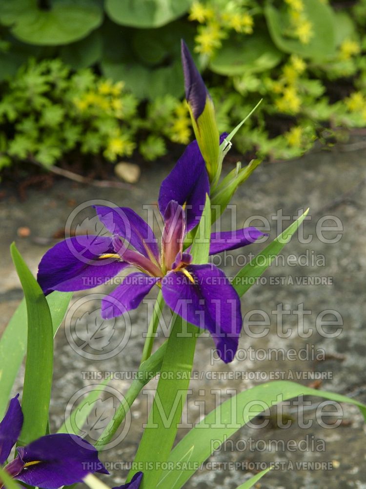 Iris Dorothea K. Williamson (Iris louisiana) 4 