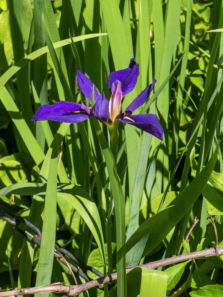 Iris Dorothea K. Williamson (Iris louisiana) 5 
