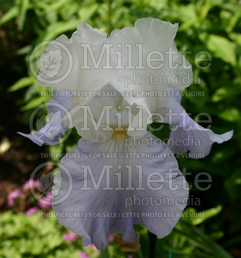 Iris Dover Beach (Iris germanica, Tall Bearded) 1