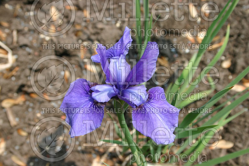 Iris Dreaming Spires (Iris Siberian) 1