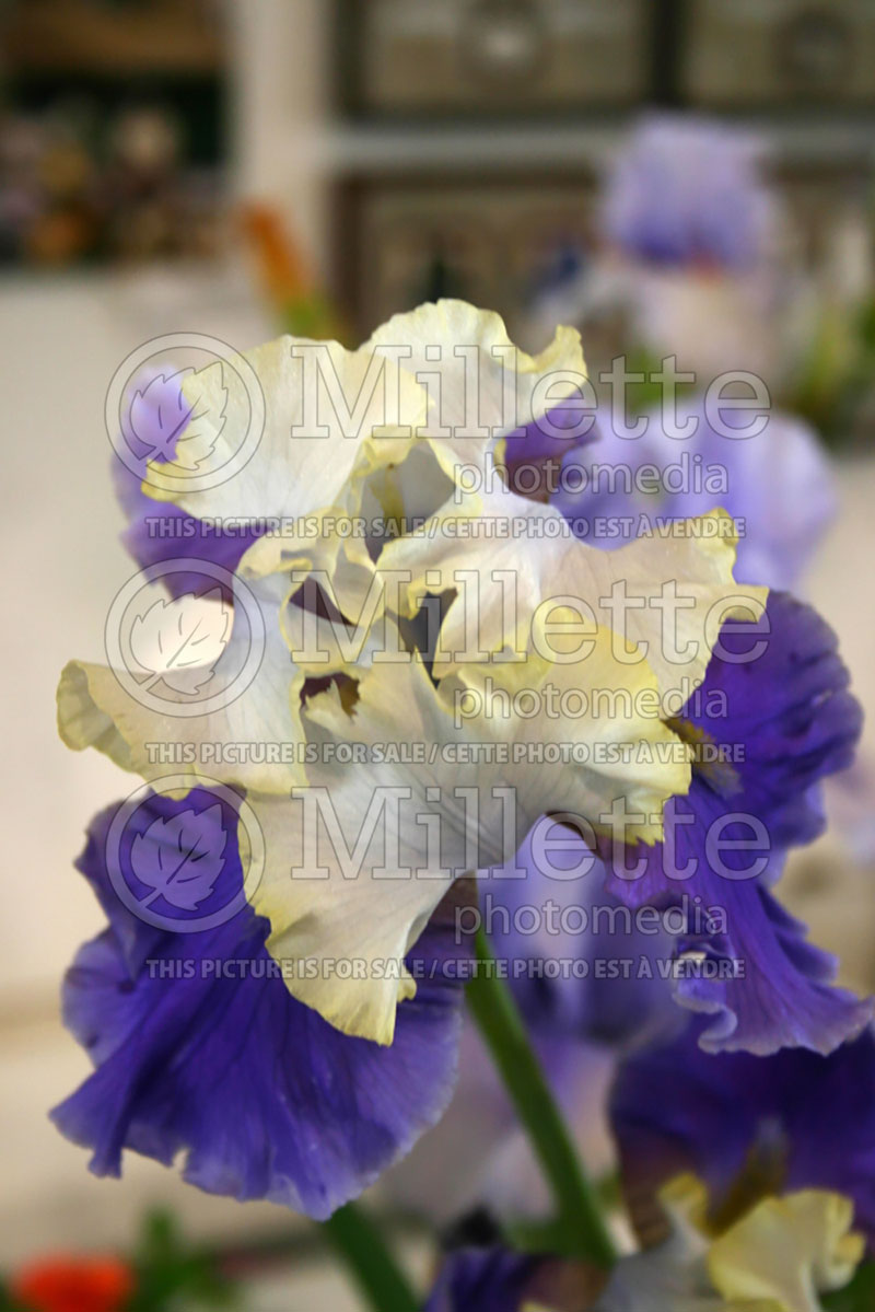 Iris Dream of You (Iris germanica, Tall Bearded) 1 