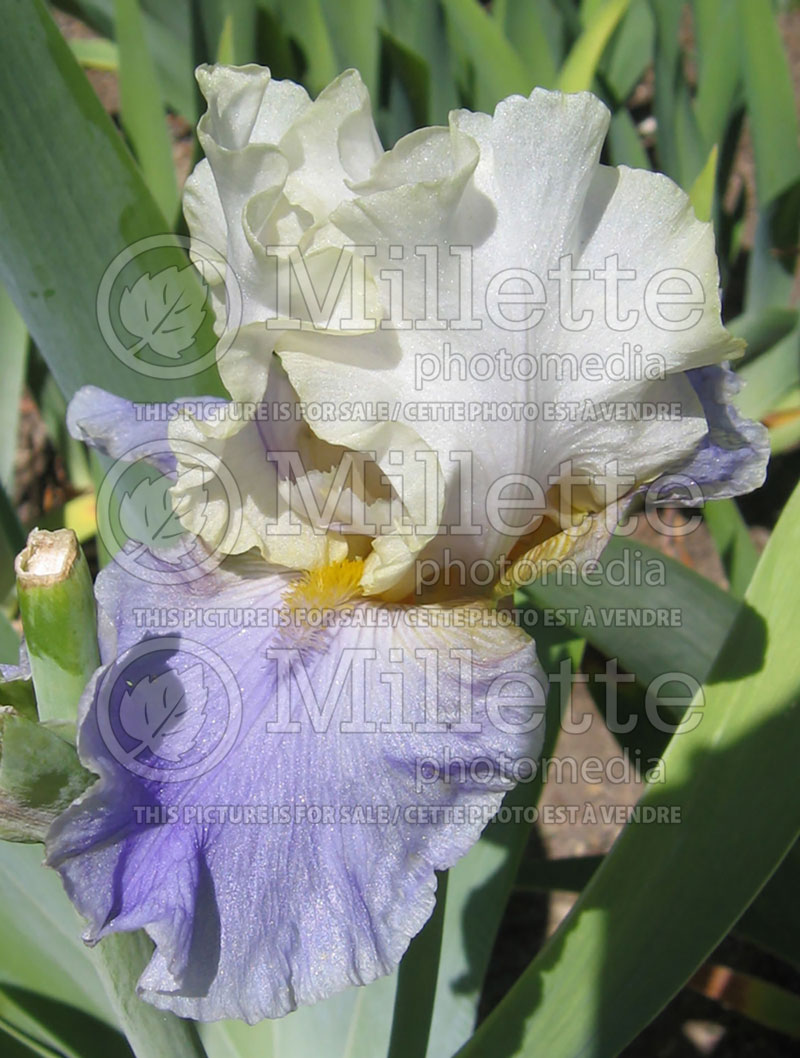 Iris Dream of You (Iris germanica, Tall Bearded) 2 