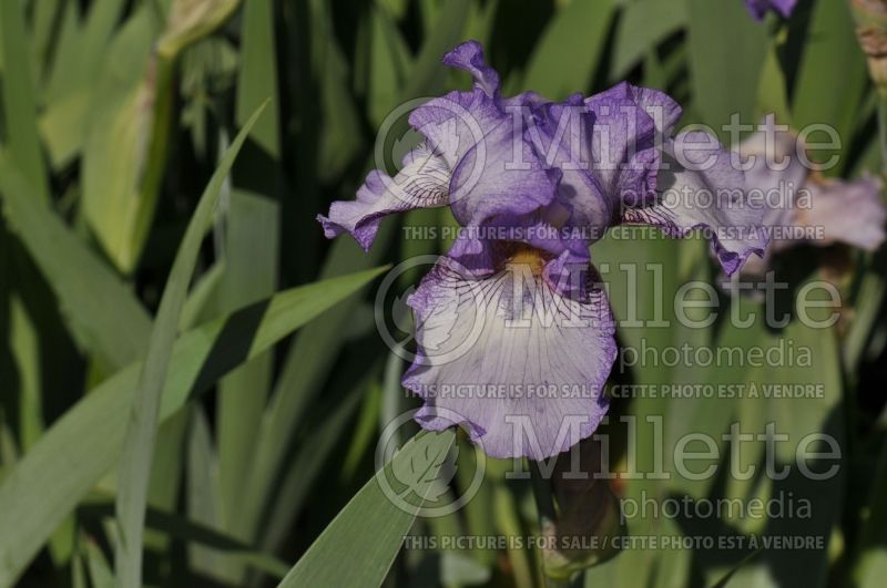 Iris Earl of Essex (Iris germanica bearded) 2 